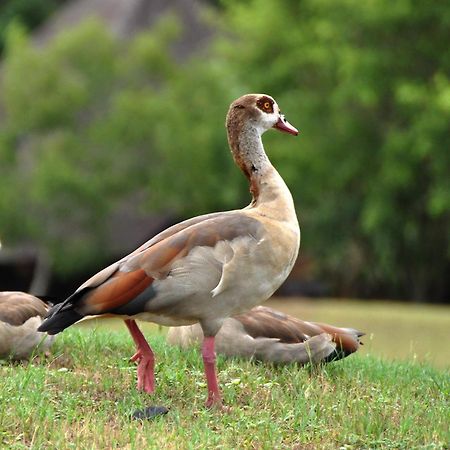 Kruger Park Lodge Unit No. 608A 헤이지뷰 외부 사진